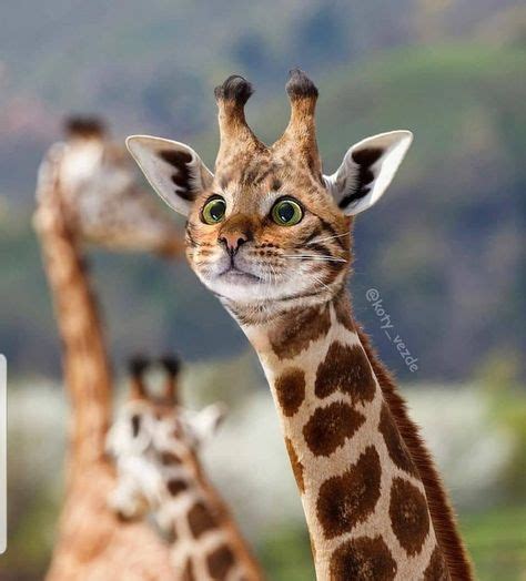 240 Photoshoped Animals Ideas In 2021 Animals Photoshopped Animals
