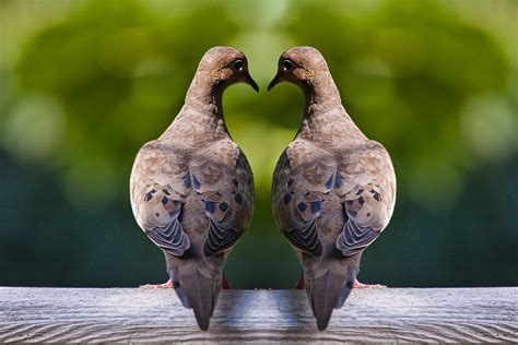 Dove Birds An Image Of Two Mourning Doves By Randall Nyhof Redbubble