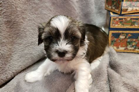 Five full breed havanese puppies for sale four females; Havanese puppy for sale near Reading, Pennsylvania. | 99c22277-87f1