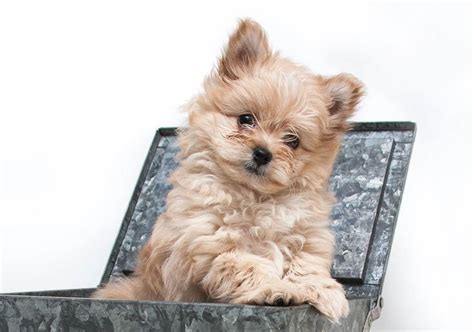 Pomapoo Puppies For Sale Adopt Your Puppy Today Infinity Pups