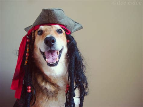 Doe C Doe Pirate Dogs Of The Caribbean And A Winner