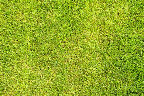 Green Grass Texture Stock Photo Crushpixel