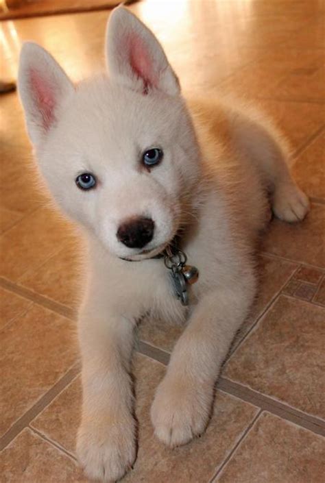 White siberian husky puppy puppy husky siberian huskies husky mix all white husky siberian husky blue eyes dog pitbull blue husky animals and pets. Loki the Siberian Husky | Puppies | Daily Puppy