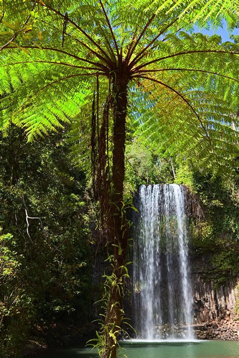Tree Fern And Waterfall In Tropical Rain Forest Paradise Photograph By