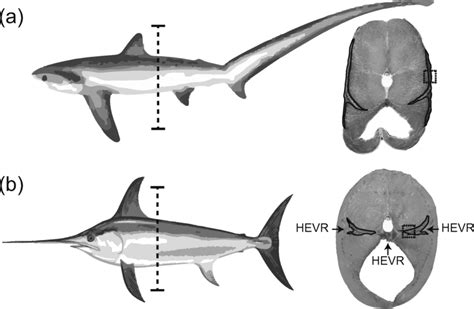 Transverse Sections Through 50 Of Fork Length In A Bigeye Thresher