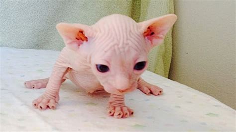Sphynx Kittens Are Cute Too Adorable Sphynx Cat Baby Videos New