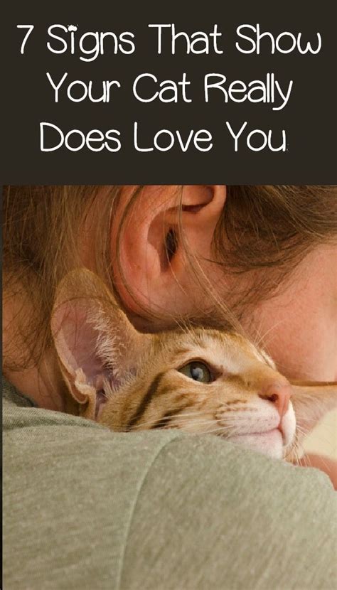 7 Unmistakable Signs Your Cat Loves You In 2020 Cat Love Cats Cat Biting