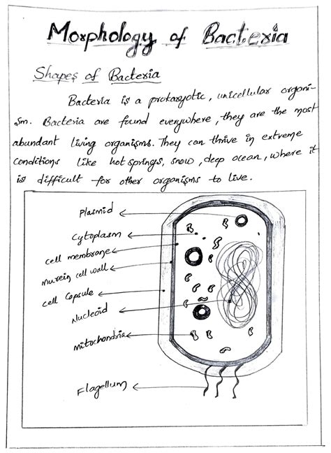 Solution Morphology And Different Shapes Of Bacterial Cell Studypool