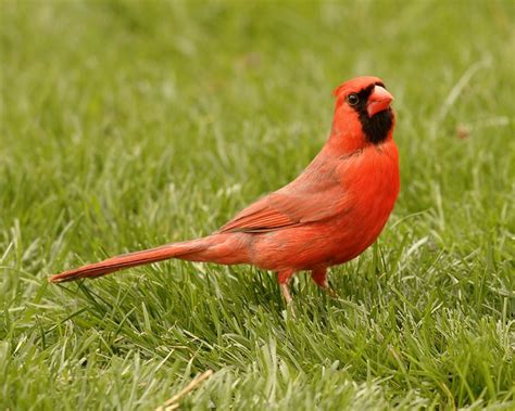 Male Northern Cardinal Cardinalis Cardinalis Had A Whole Flickr