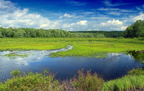 Free Images Landscape Water Forest Swamp Meadow Prairie