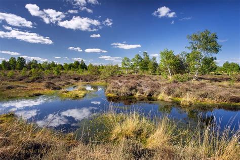 Ein Himmlischer Tag Im Moor Foto And Bild Landschaft Lebensräume Moor