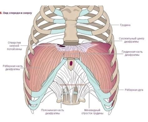 Clinical Manifestations Of Diaphragmatic Dysfunction The Diaphragm Is