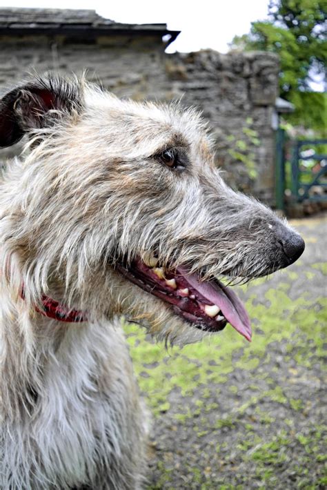 Lurcher Dog Breed Information All You Need To Know Dog Product Picker