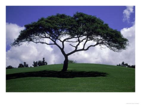 Free Shade Tree Cliparts Download Free Shade Tree Cliparts Png Images
