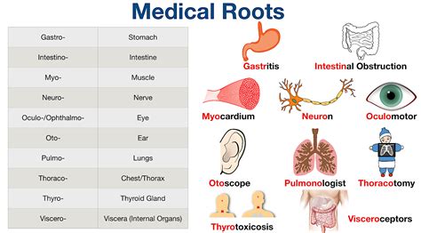 Medical Terminology List Root Word Prefix Suffix Meanings And Course