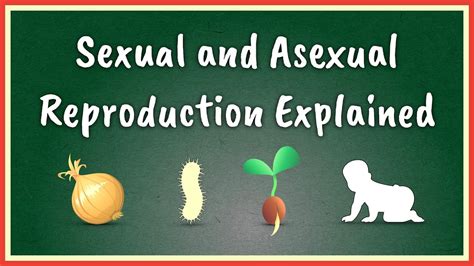 Sexual And Asexual Reproduction Explained ข้อมูลที่สมบูรณ์ที่สุดเกี่ยวกับasexual Reproduction คือ