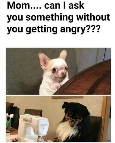 Angry Doggo Rmemesec