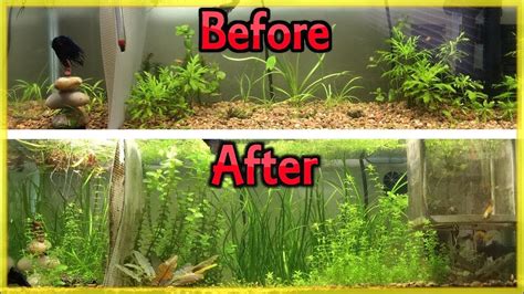 Check spelling or type a new query. CHEAPEST WAY TO FERTILIZE YOUR PLANTED AQUARIUM (DIY ROOT TABS!) - YouTube