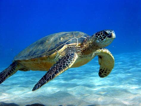 Notice Closed Season For Sea Turtle Fishery St Lucia News Online
