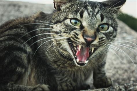 Tabby Cat Hissing Stock Photo Image 46695631