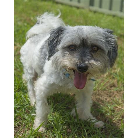 Tarshi Small Male Shih Tzu X Australian Silky Terrier Mix Dog In Nsw