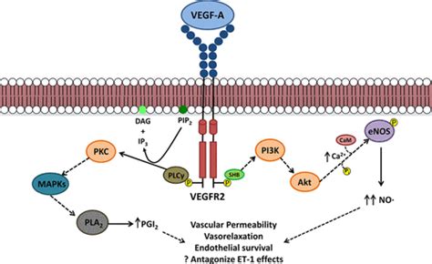 Mechanisms Of Vegf Vascular Endothelial Growth Factor Inhibitor