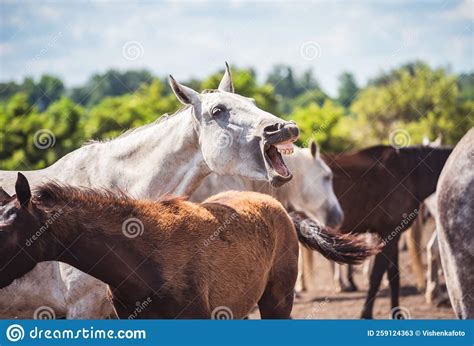 Grey Horse Yawns Stock Image Image Of Mane Happy Humor 259124363