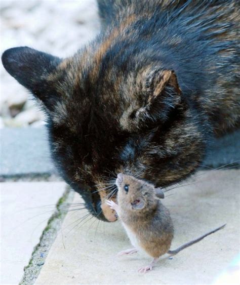 This Cat And Mouse Have A Relationship That Will Surprise You 14 Pics