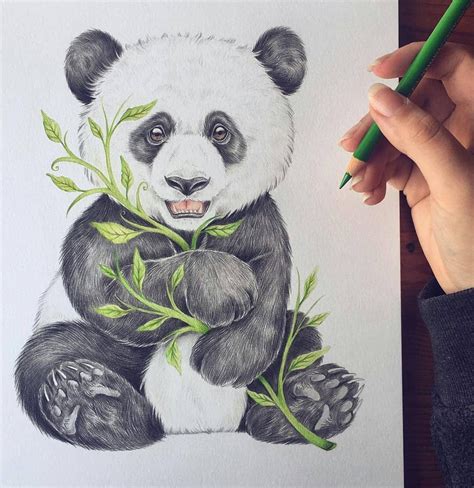Realistic Drawings Panda Baby Panda Drawing At Getdrawings Free