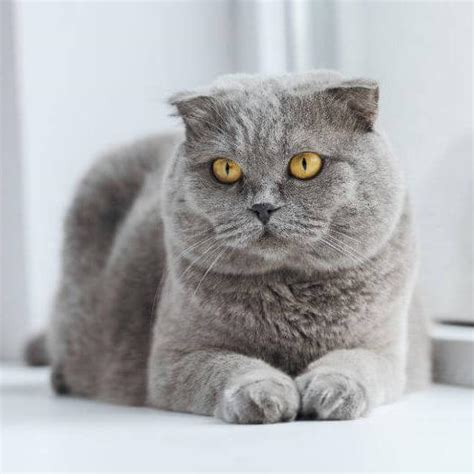 Scottish Fold Cat Breed