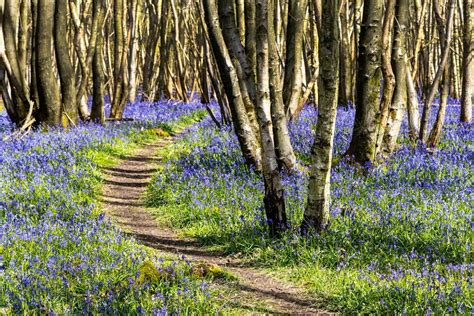 18 Magical Places To See Bluebells Across The Uk London Evening