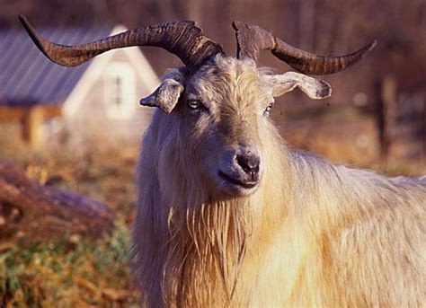 From Goat To Garment How Cashmere Is Madesundar