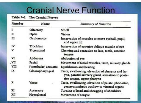 Cranial Nerve Function Cranial Nerves Function Cranial Nerves Nursing School Notes