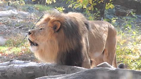 Bronx Zoo Lion Youtube