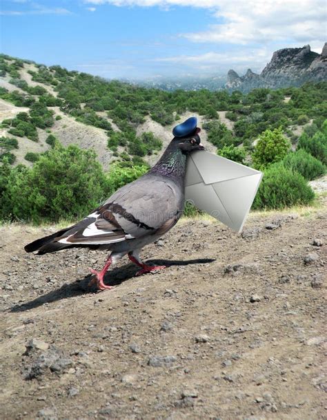 Messenger Pigeon With Letter On A Mountain Road Stock Illustration