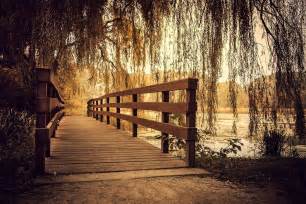 Nature Photography Landscape Wooden Surface Bridge Willow Trees