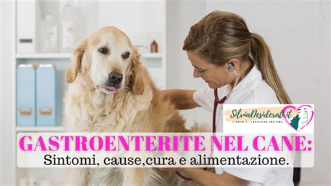 Gastroenterite Nel Cane Sintomi Cause Cura E Alimentazione