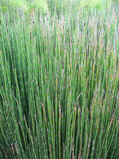 Water plants don't get any easier than horsetail, which tolerates a wide range of soils and even grows house plants for sale plants for sale online horse tail plant horsetail reed house plant delivery rosemary plant bulbs for sale. Horsetail Plant For Sale Online. Low Wholesale Prices ...