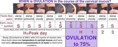 What Should Cervical Mucus Look Like After Ovulation