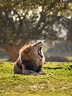 a tired lion by Assaf Cohen on 500px | Lion photography, Lion, Cute lion