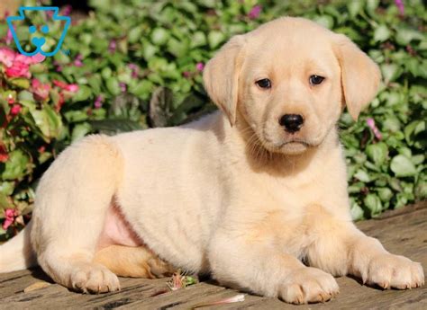 White Lab Puppies For Adoption Labrador Retriever Puppies For Sale