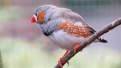 Everything You Need To Know About Zebra Finch In 2023 Pet Engineers