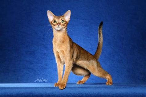 Abyssinian Cat Health Problems Poc