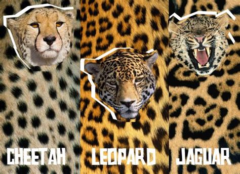 Leopard Print Vs Cheetah And Leopard Spots Baubles Accessories