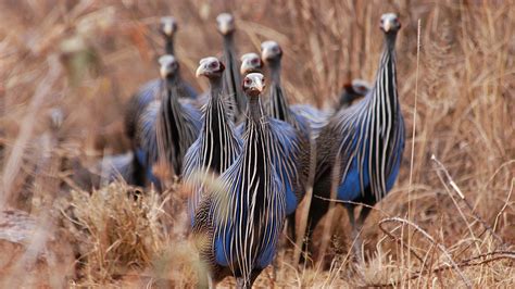 Mpala Live Field Guide Vulturine Guineafowl Mpalalive