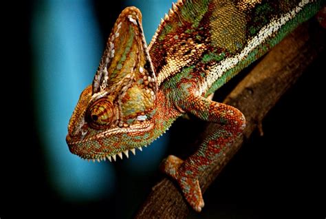 Give your profile some pizzazz by choosing a theme colour. How Do Chameleons Change Colors? | WIRED