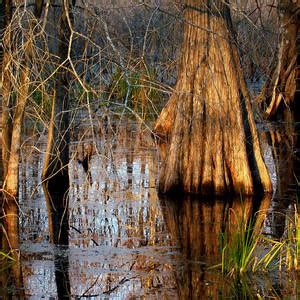 Louisiana Cypresses Photograph By Eva Kato Pixels