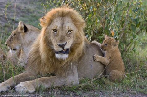 Espectaculares Imágenes Hasta El León Se Enternece Cuando Ve A Su Cría