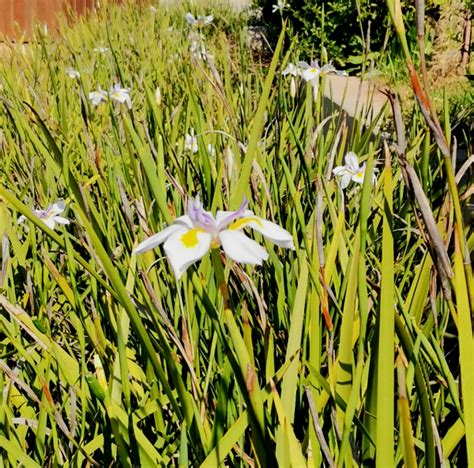 Dietes Grandiflora Wild Iris Heavenandearthplants