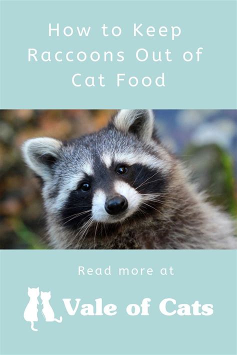 The kitty bowl pro™ also reduce the pet's promotes the health of the digestive system. How to Keep Raccoons Out of Cat Food | Cat fleas, Cat ...